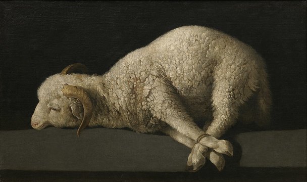 Anak domba